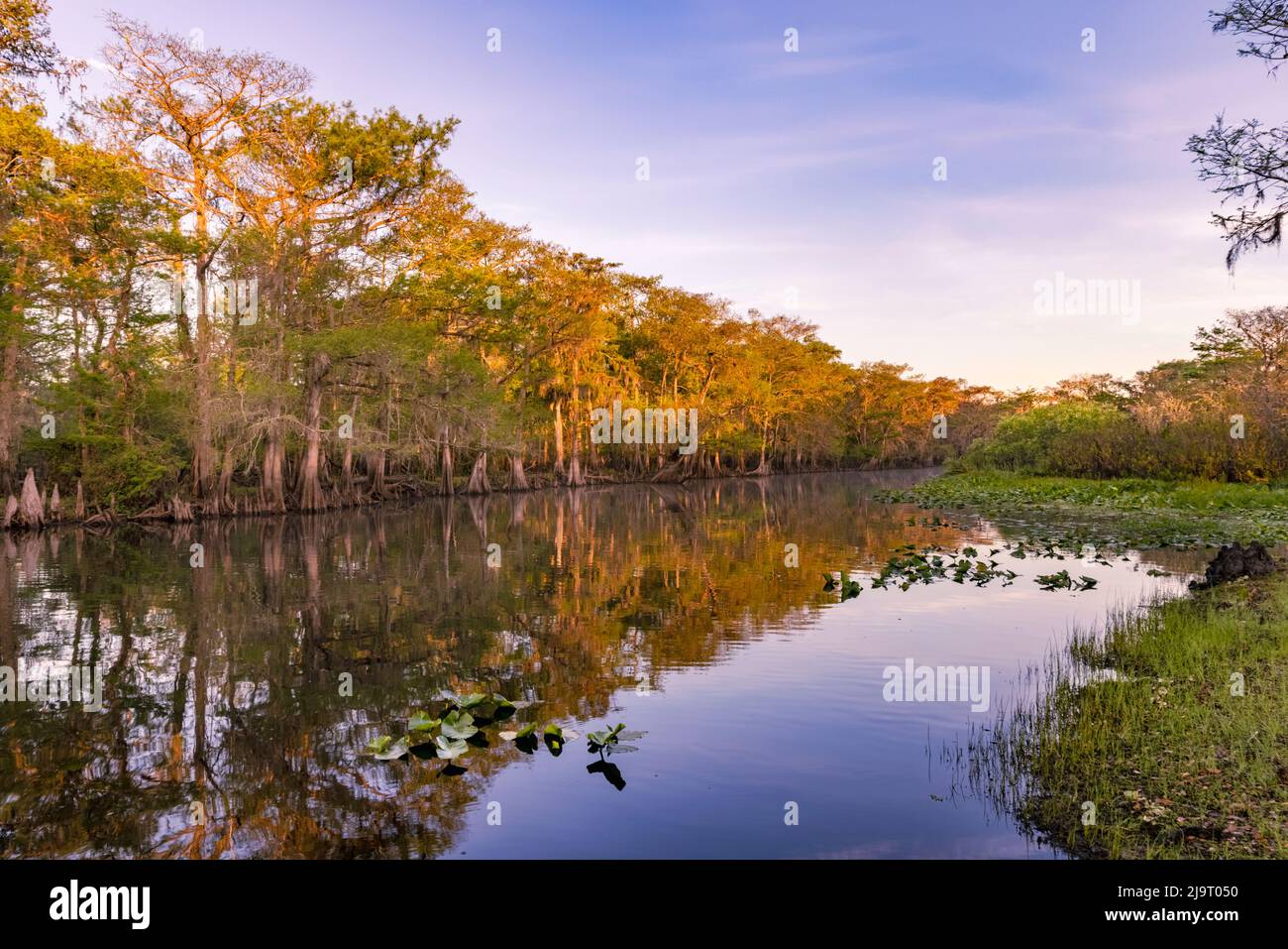Frühlingshafte Ansicht von Zypressen, die sich auf Schwarzwassergebiet von St. Johns River, Zentral-Florida, spiegeln. Stockfoto