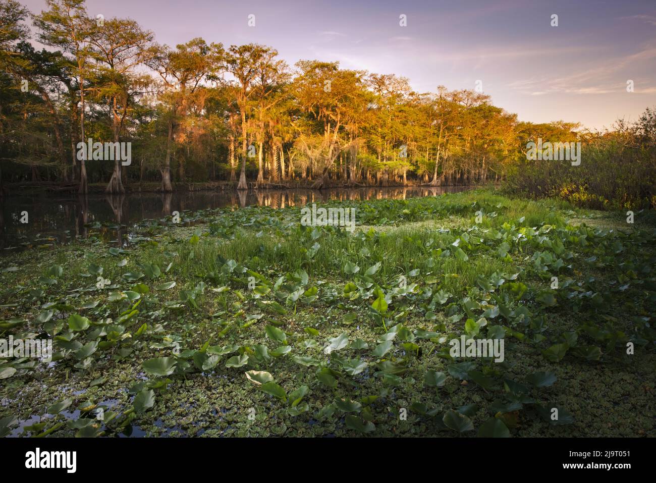 Frühlingshafte Ansicht von Zypressen, die sich auf Schwarzwassergebiet von St. Johns River, Zentral-Florida, spiegeln. Stockfoto