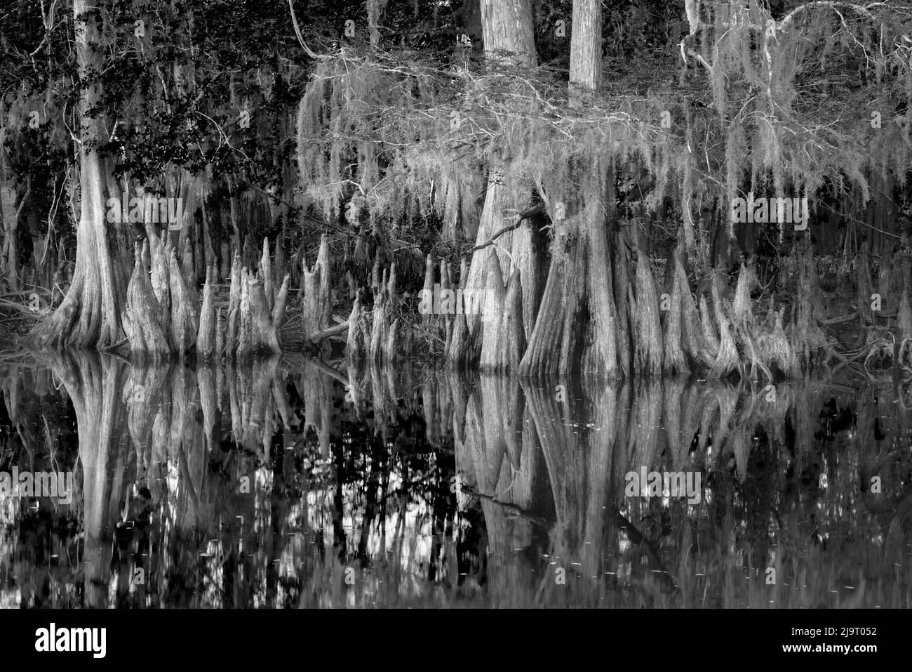 Frühlingshafte Ansicht von Zypressen, die sich auf Schwarzwassergebiet von St. Johns River, Zentral-Florida, spiegeln. Stockfoto