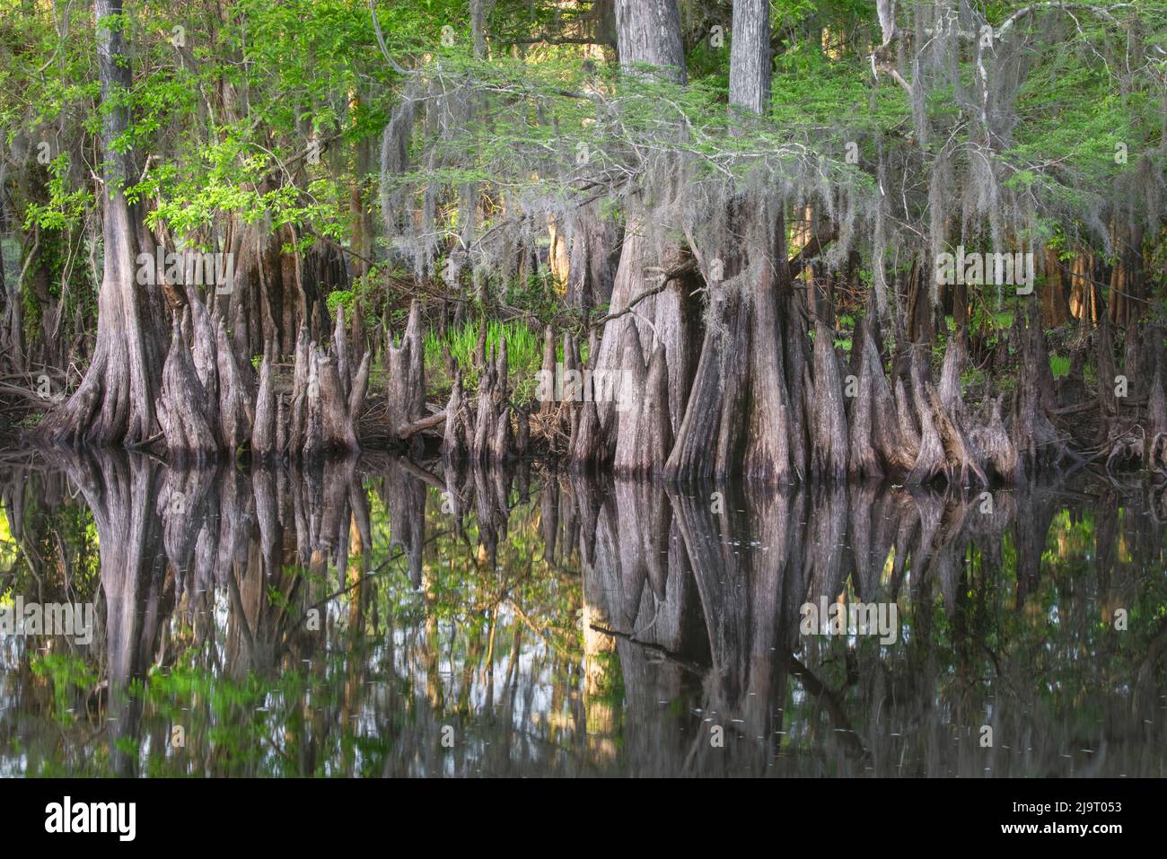 Frühlingshafte Ansicht von Zypressen, die sich auf Schwarzwassergebiet von St. Johns River, Zentral-Florida, spiegeln. Stockfoto
