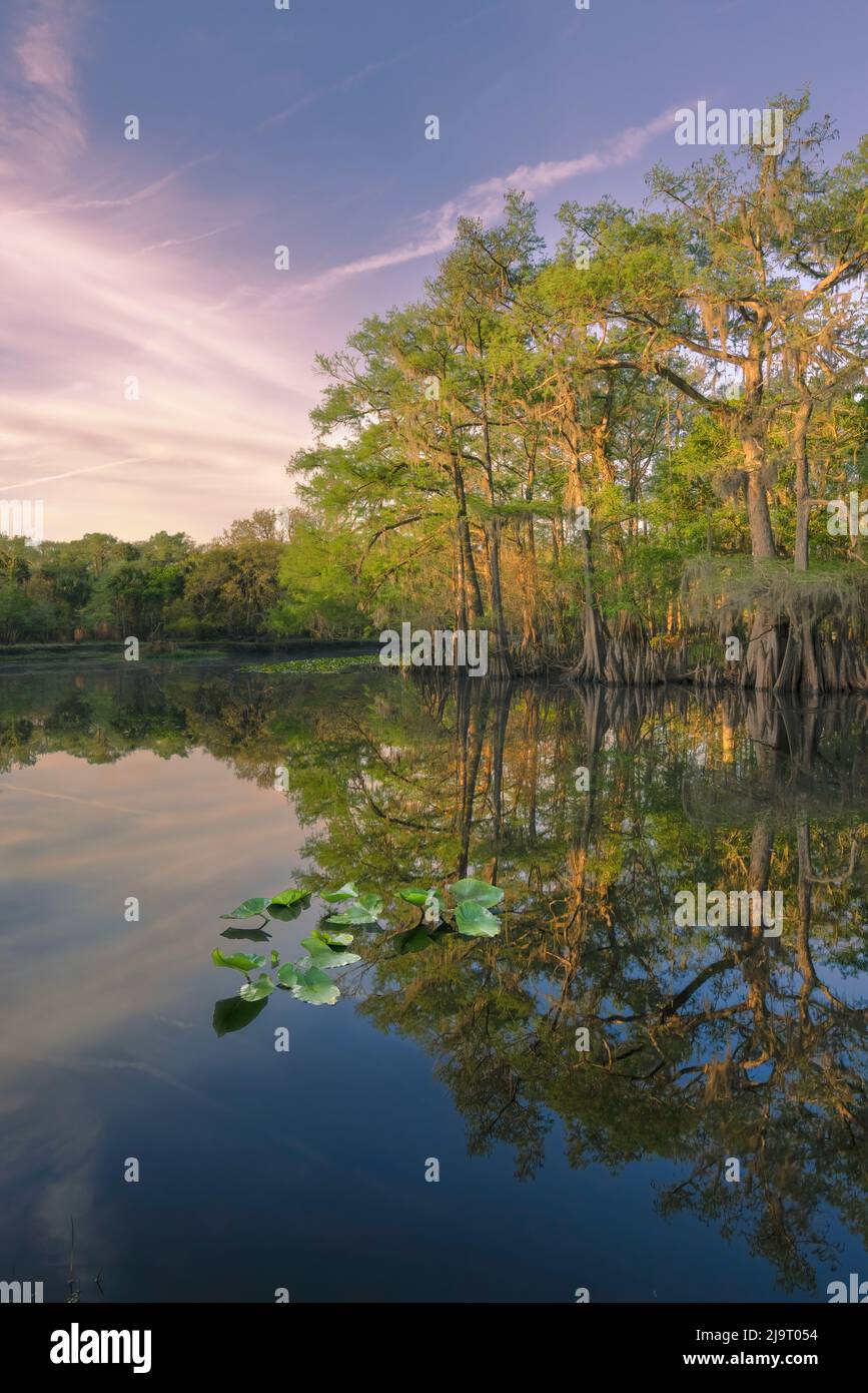 Frühlingshafte Ansicht von Zypressen, die sich auf Schwarzwassergebiet von St. Johns River, Zentral-Florida, spiegeln. Stockfoto