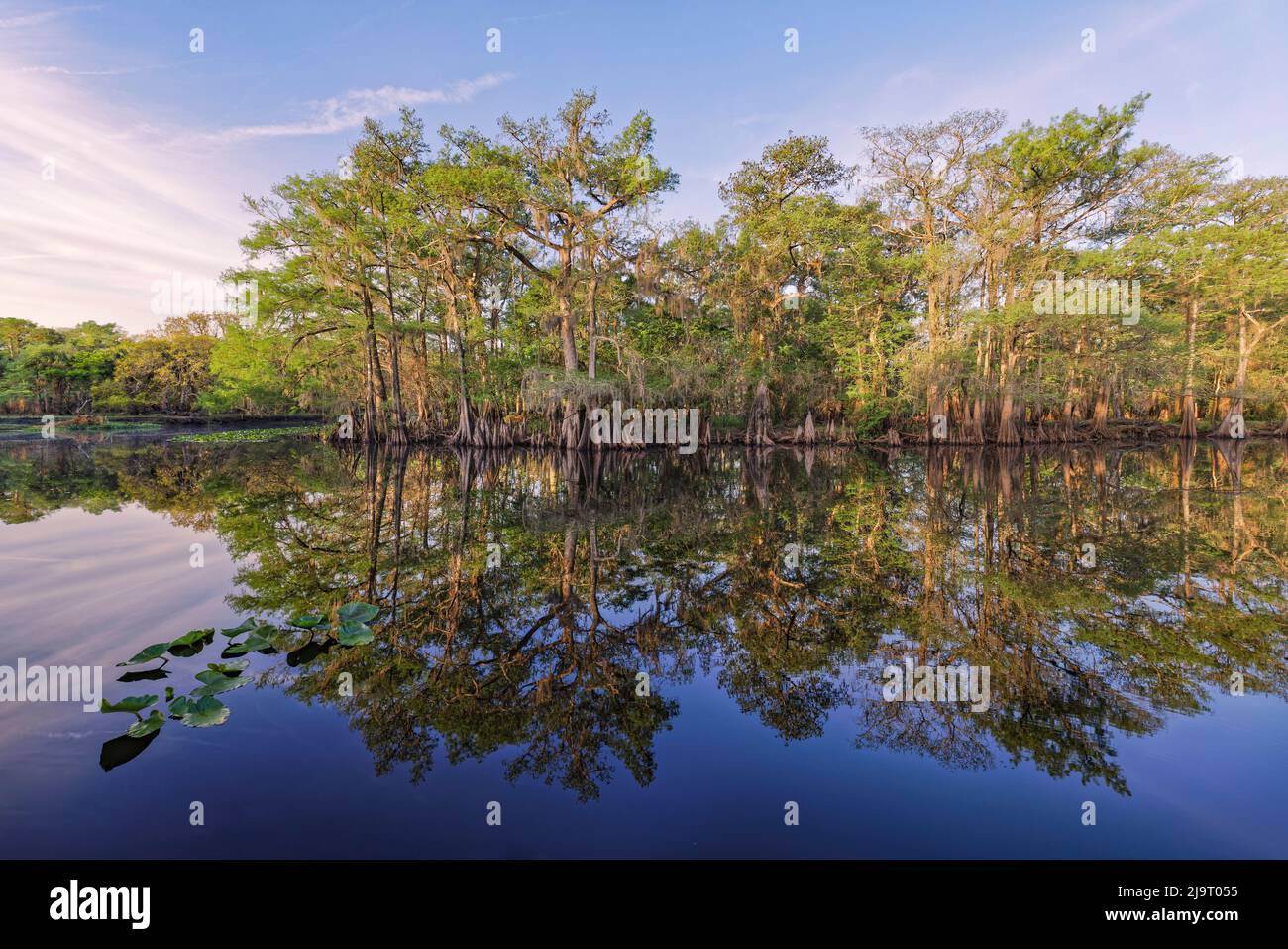 Frühlingshafte Ansicht von Zypressen, die sich auf Schwarzwassergebiet von St. Johns River, Zentral-Florida, spiegeln. Stockfoto