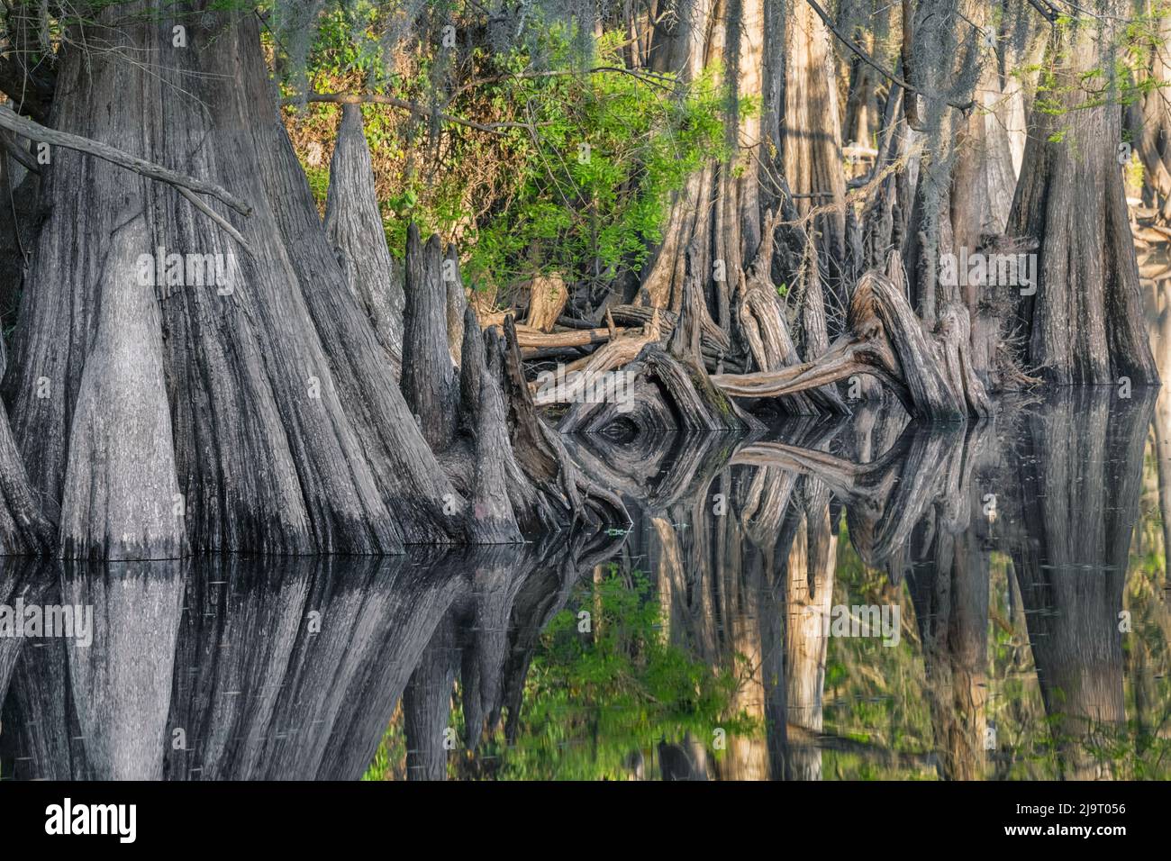 Frühlingshafte Ansicht von Zypressen, die sich auf Schwarzwassergebiet von St. Johns River, Zentral-Florida, spiegeln. Stockfoto