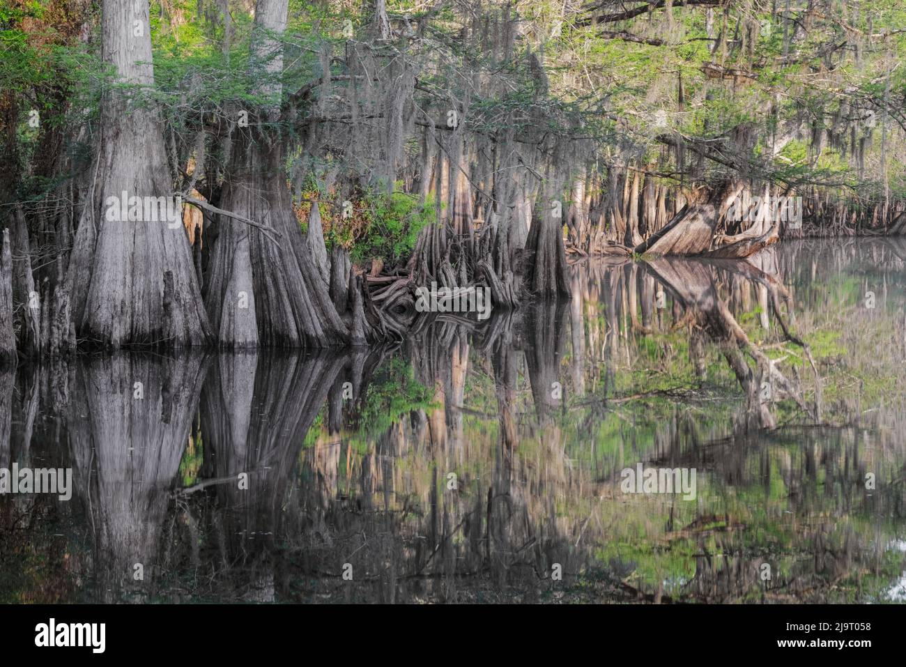 Frühlingshafte Ansicht von Zypressen, die sich auf Schwarzwassergebiet von St. Johns River, Zentral-Florida, spiegeln. Stockfoto