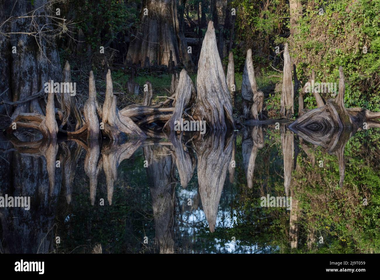 Muster von Zypressen spiegeln sich auf Blackwater Bereich von St. Johns River, Zentral-Florida. Stockfoto