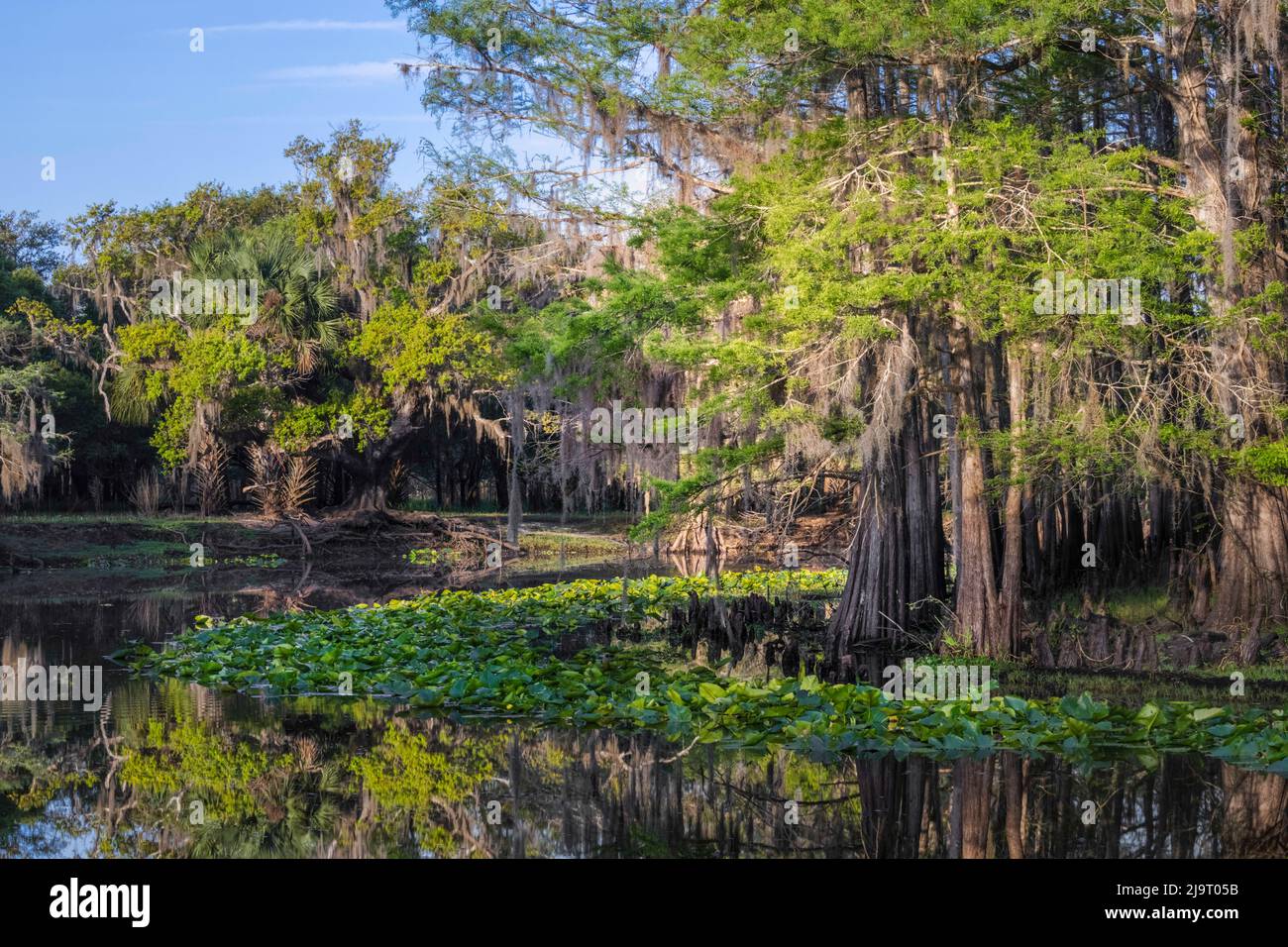 Frühlingshafte Ansicht von Zypressen, die sich auf Schwarzwassergebiet von St. Johns River, Zentral-Florida, spiegeln. Stockfoto