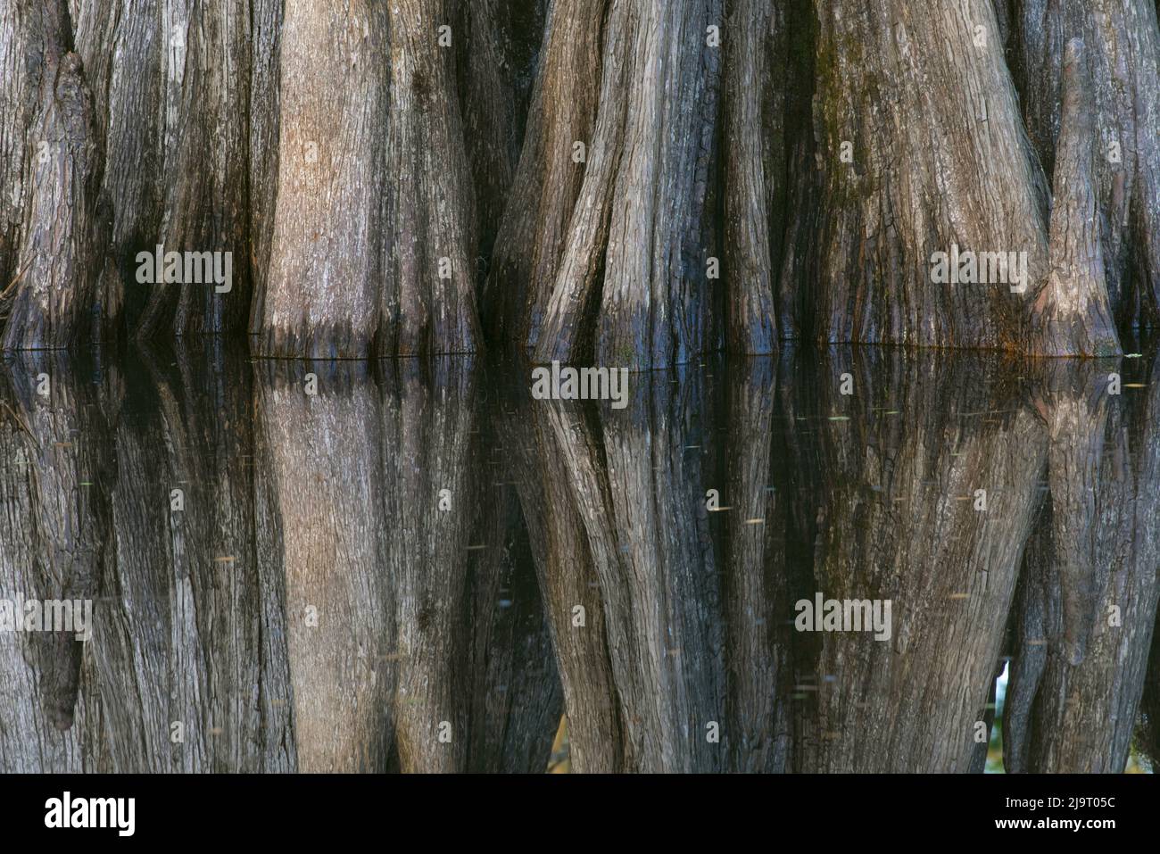 Muster von Zypressen spiegeln sich auf Blackwater Bereich von St. Johns River, Zentral-Florida. Stockfoto