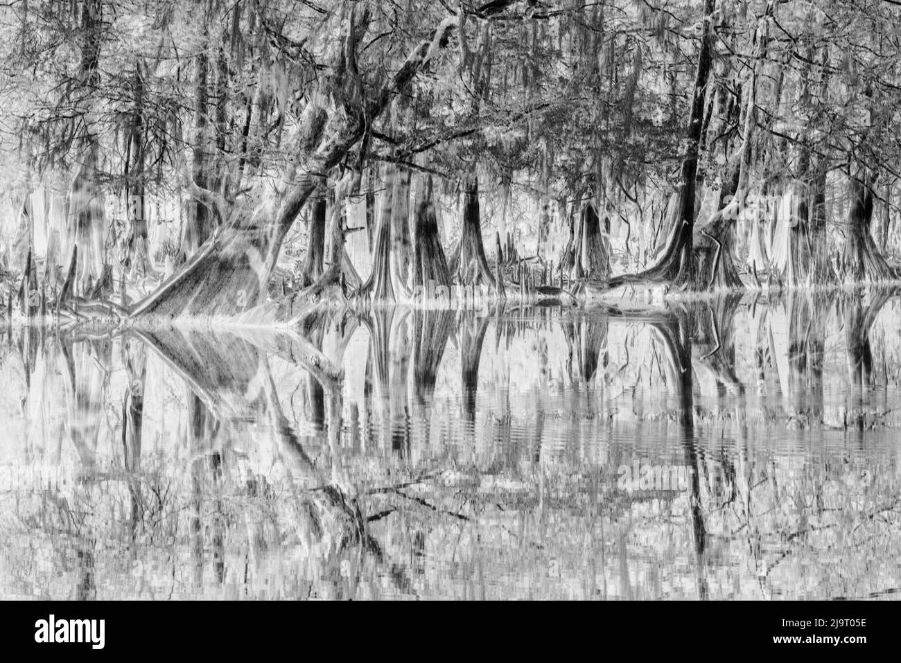 Frühlingshafte Ansicht von Zypressen, die sich auf Schwarzwassergebiet von St. Johns River, Zentral-Florida, spiegeln. Stockfoto