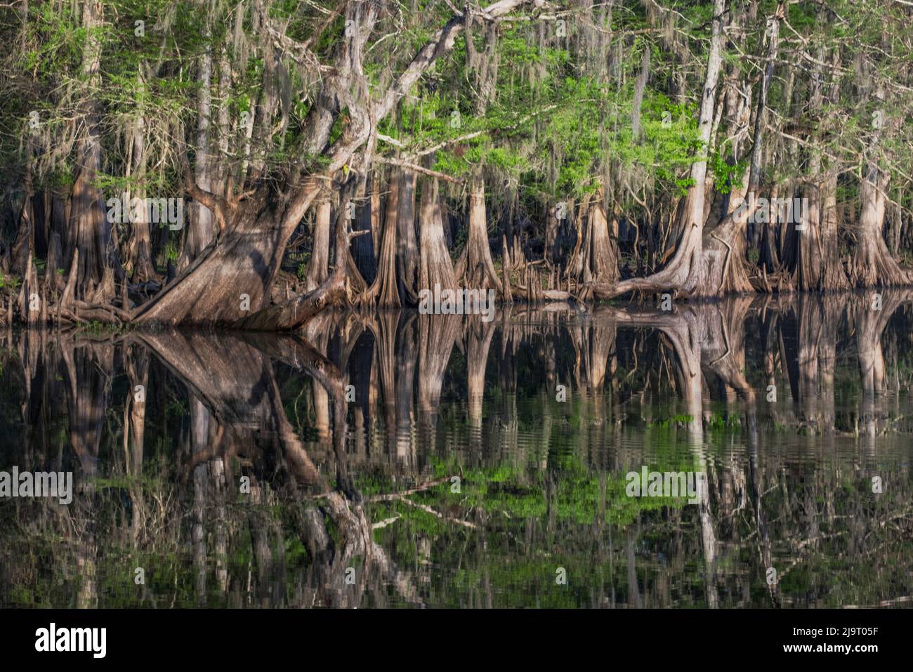 Frühlingshafte Ansicht von Zypressen, die sich auf Schwarzwassergebiet von St. Johns River, Zentral-Florida, spiegeln. Stockfoto