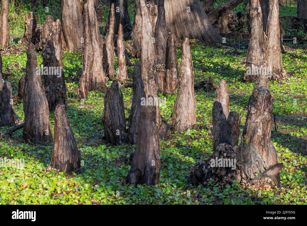 Frühlingshafte Ansicht von Zypressen, die sich auf Schwarzwassergebiet von St. Johns River, Zentral-Florida, spiegeln. Stockfoto
