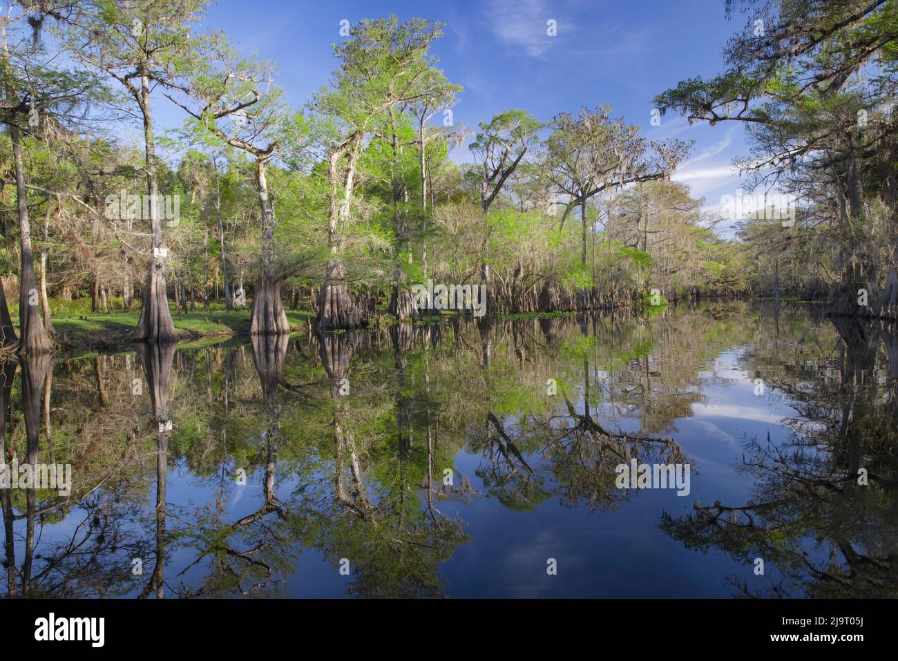 Frühlingshafte Ansicht von Zypressen, die sich auf Schwarzwassergebiet von St. Johns River, Zentral-Florida, spiegeln. Stockfoto