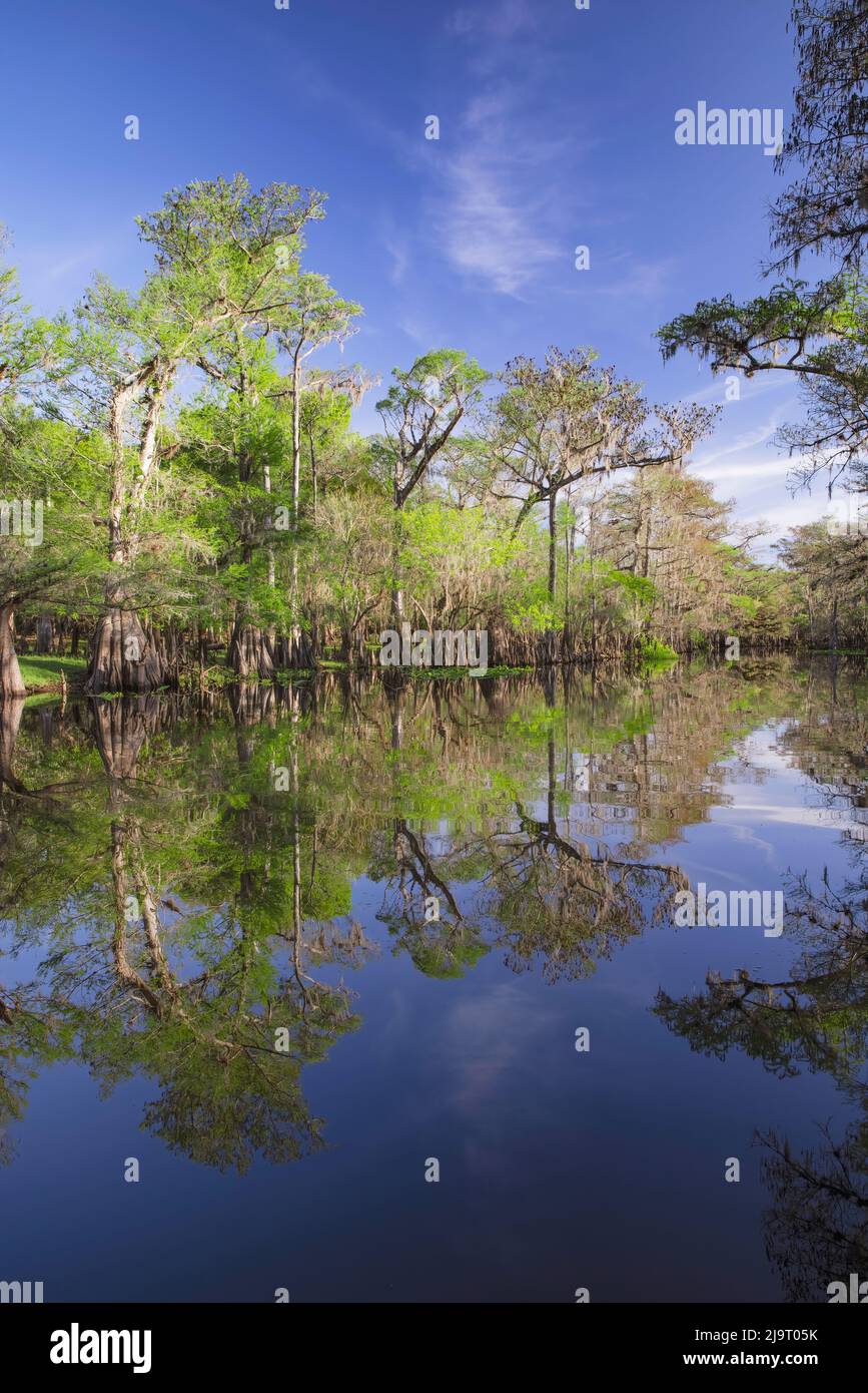Frühlingshafte Ansicht von Zypressen, die sich auf Schwarzwassergebiet von St. Johns River, Zentral-Florida, spiegeln. Stockfoto