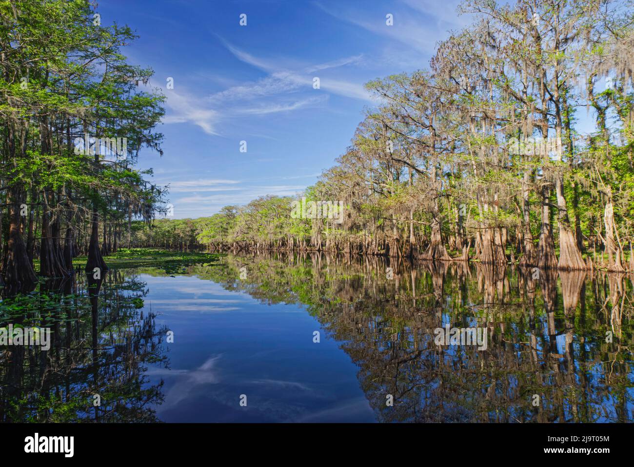 Frühlingshafte Ansicht von Zypressen, die sich auf Schwarzwassergebiet von St. Johns River, Zentral-Florida, spiegeln. Stockfoto