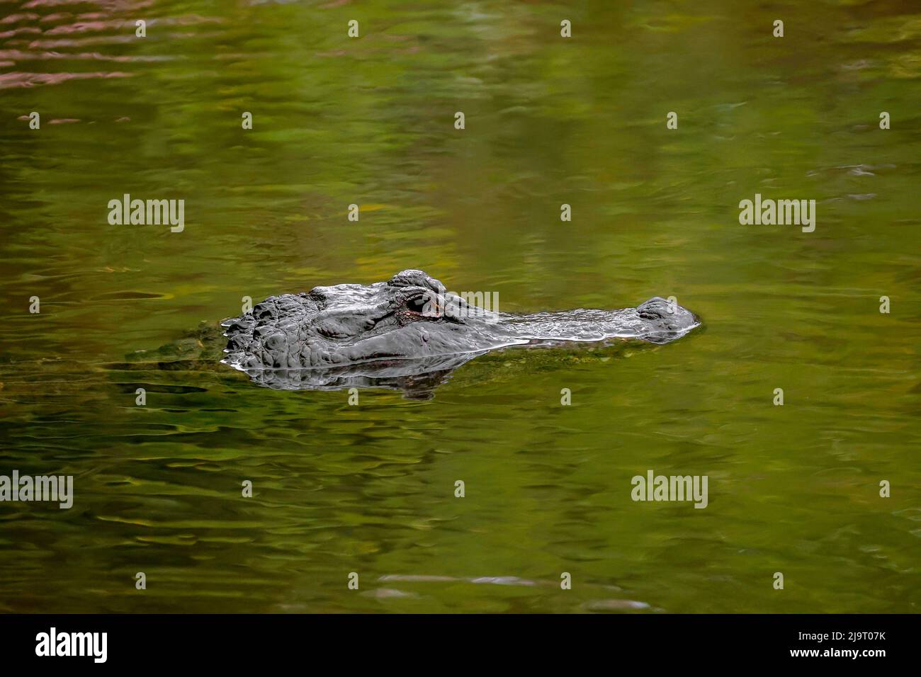 Amerikanischer Alligator, Merritt Island National Wildlife Refuge, Florida Stockfoto