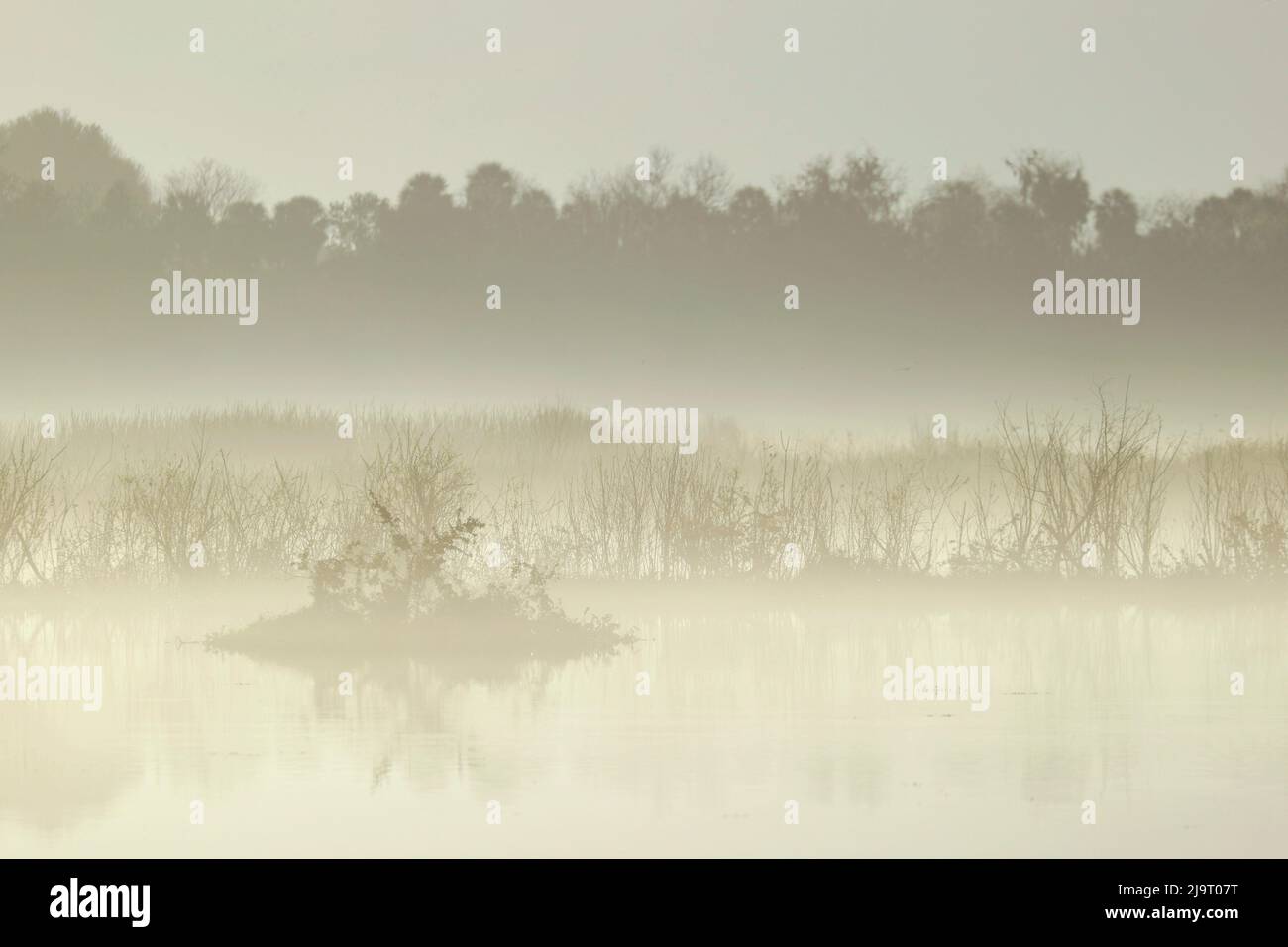 Nebliger Sonnenaufgang im Sumpf, Lake Apopka Wildlife Drive, Apopka, Florida Stockfoto