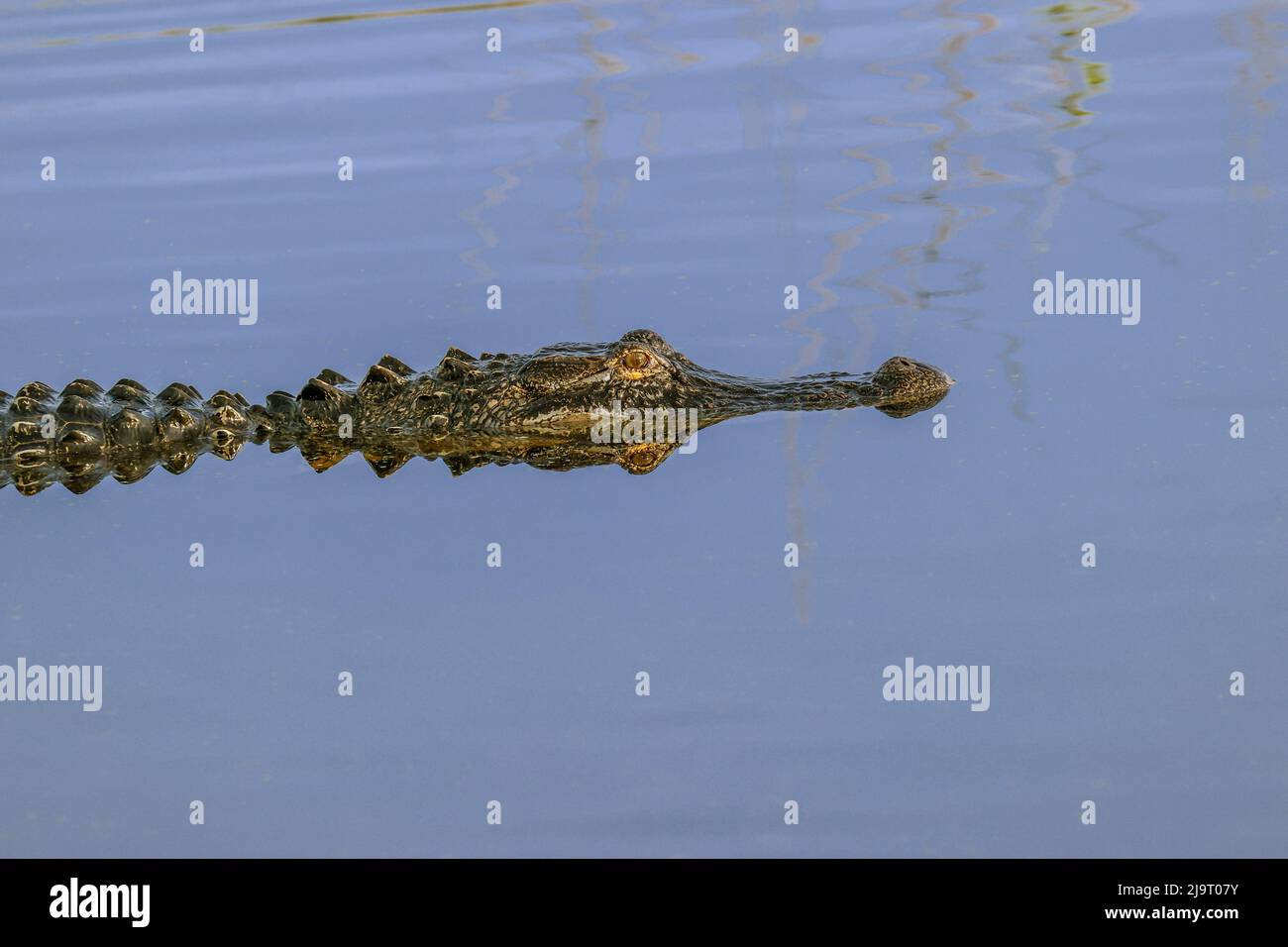 American Alligator and Reflection Lake Apopka Wildlife Drive, Apopka, Florida Stockfoto
