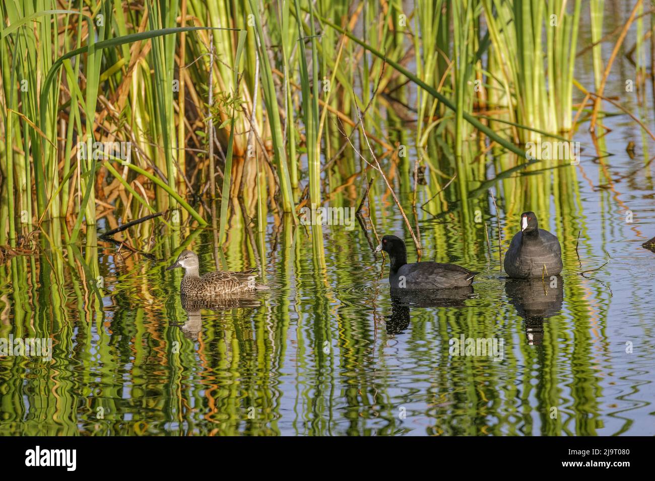 Männliche und weibliche amerikanische Blässhühner, Lake Apopka Wildlife Drive, Apopka, Florida Stockfoto