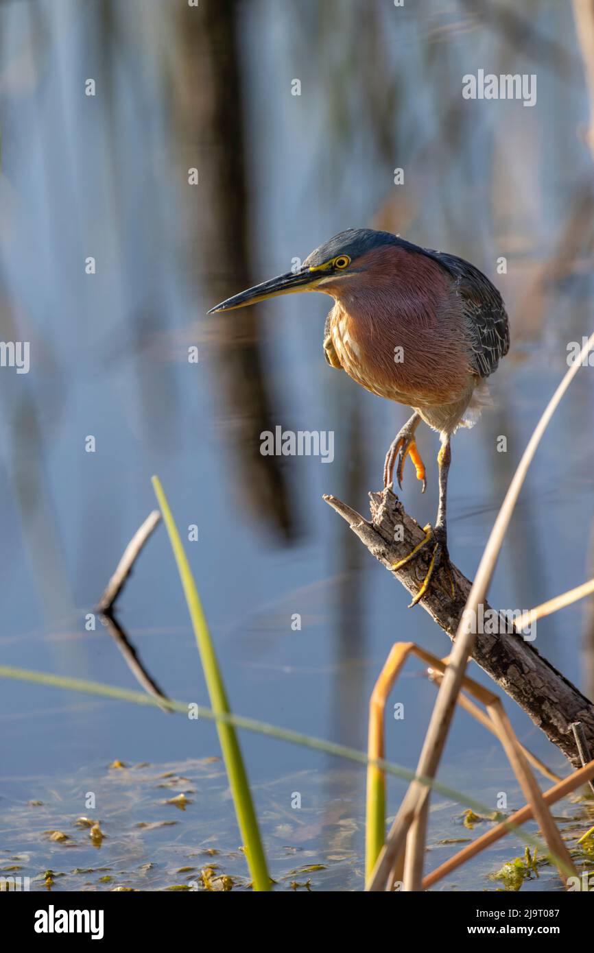 Grüner Reiher, Lake Apopka Wildlife Drive, Apopka, Florida Stockfoto