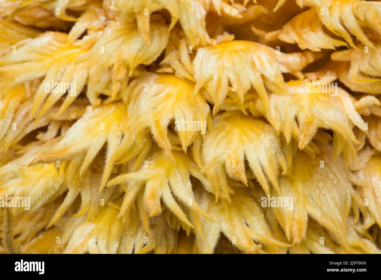 USA, Georgia, Savannah. Weiblicher Sago Palmenblütenkopf. Stockfoto