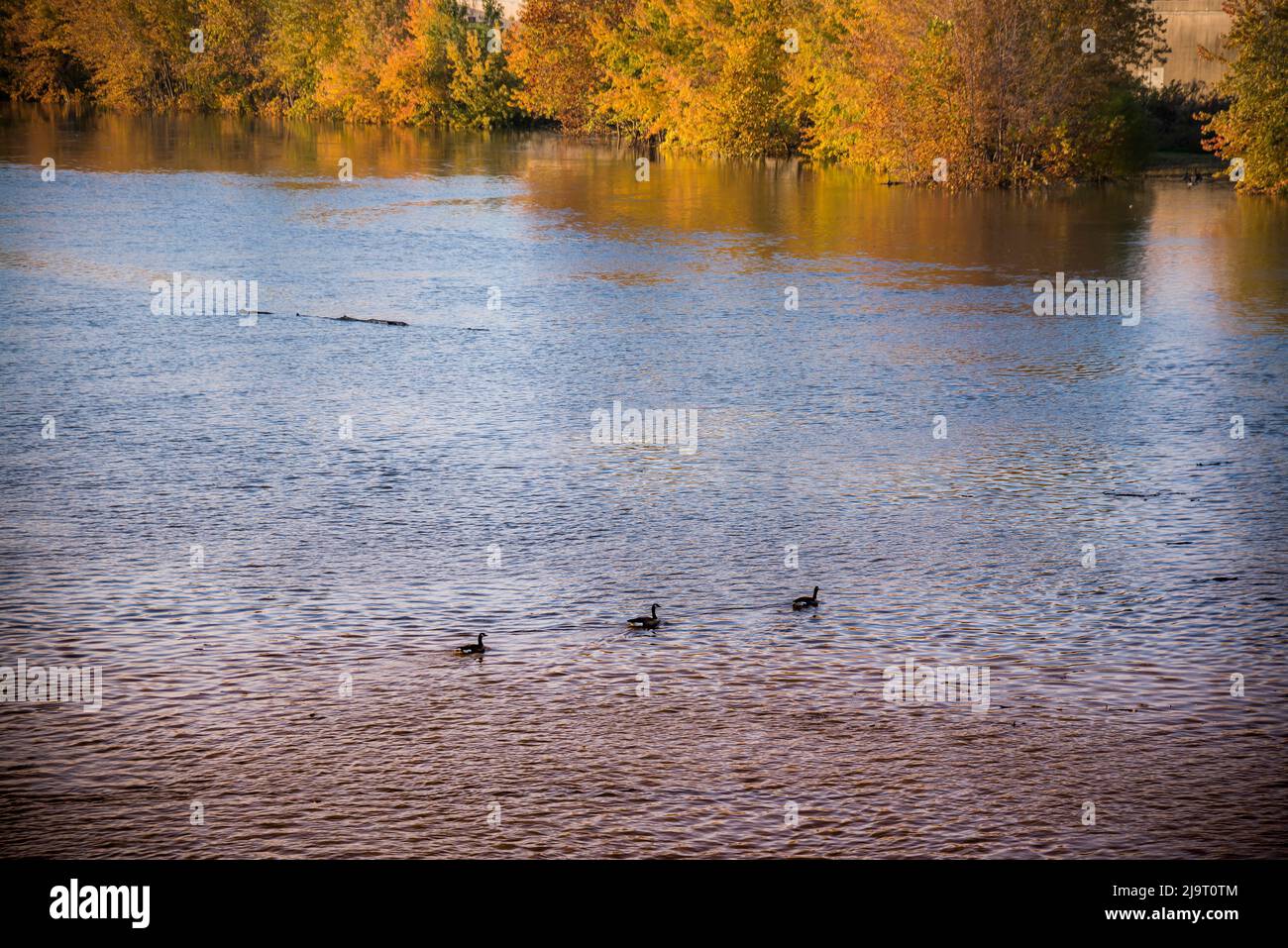 Kanadische Gänse, White River State Park, Indianapolis, Indiana, USA. Stockfoto