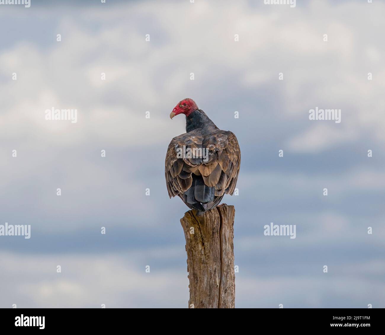 Putengeier auf einem Pfosten Stockfoto