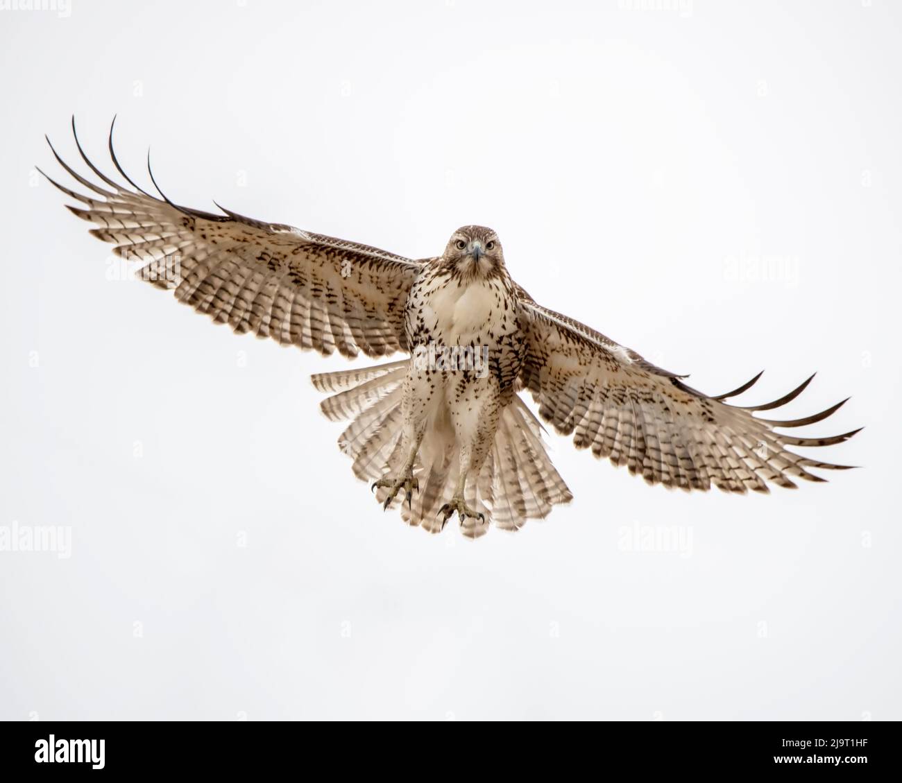 Rotschwanz-Falke, der vorbeifliegt Stockfoto