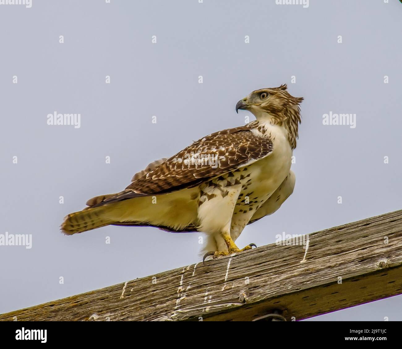 Hawk thront auf dem Telefonpfosten Stockfoto