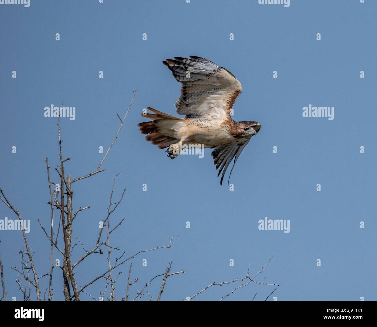 Rotschwänziger im Flug Stockfoto