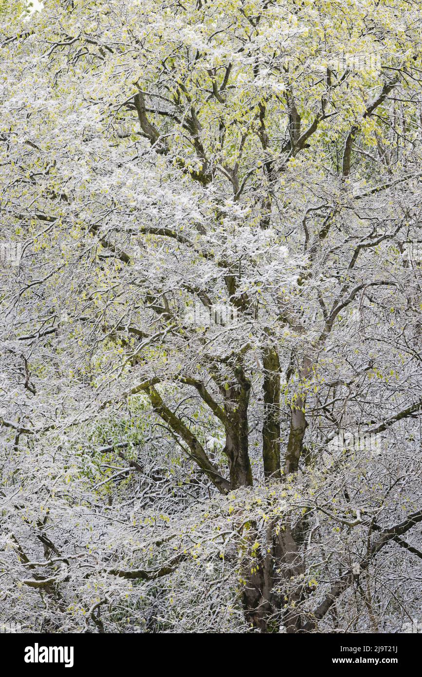 Leichter Schnee auf Bäumen im frühen Frühjahr, Louisville, Kentucky Stockfoto