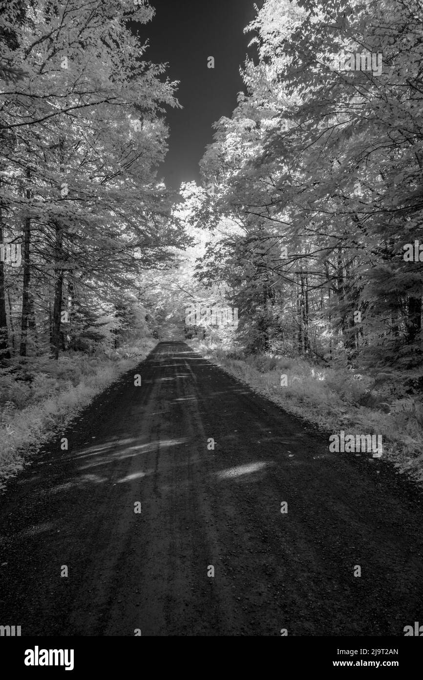 USA, Minnesota, Superior National Forest, Forest Road Number 166 Stockfoto