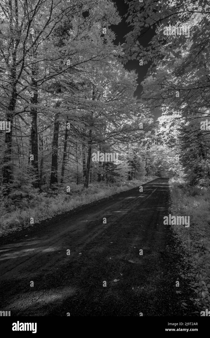 USA, Minnesota, Superior National Forest, Forest Road Number 166 Stockfoto