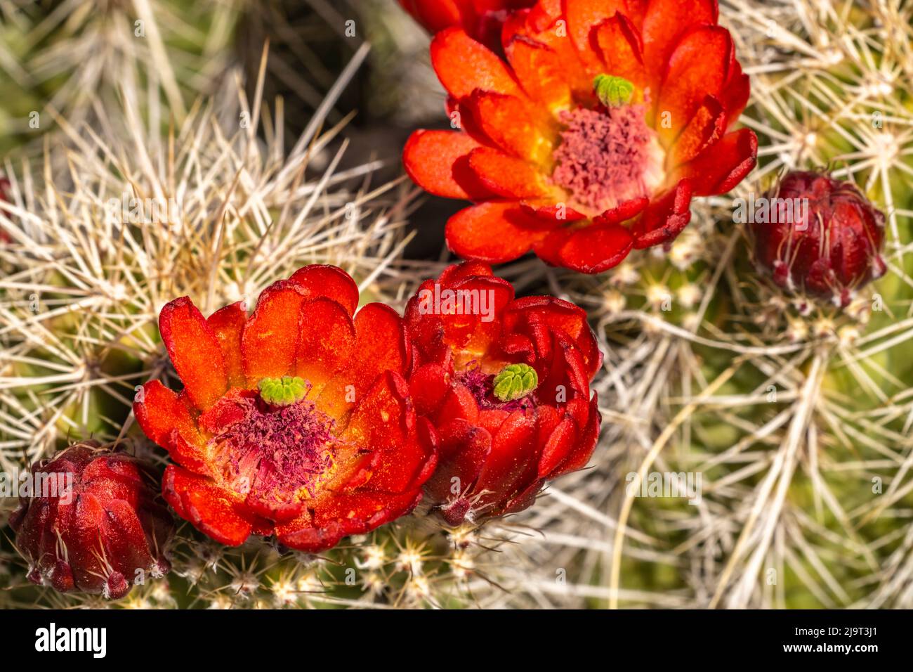USA, New Mexico, Sandia Mountains. Claret-Cup Kaktus blüht. Stockfoto