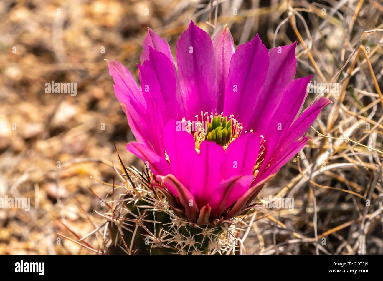 USA, New Mexico. Rosa Kaktusblüte aus der Nähe. Stockfoto
