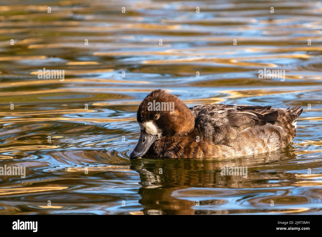 USA, New Mexico, Bernalillo County. Kleine Junghuhn-Ente im Wasser. Stockfoto