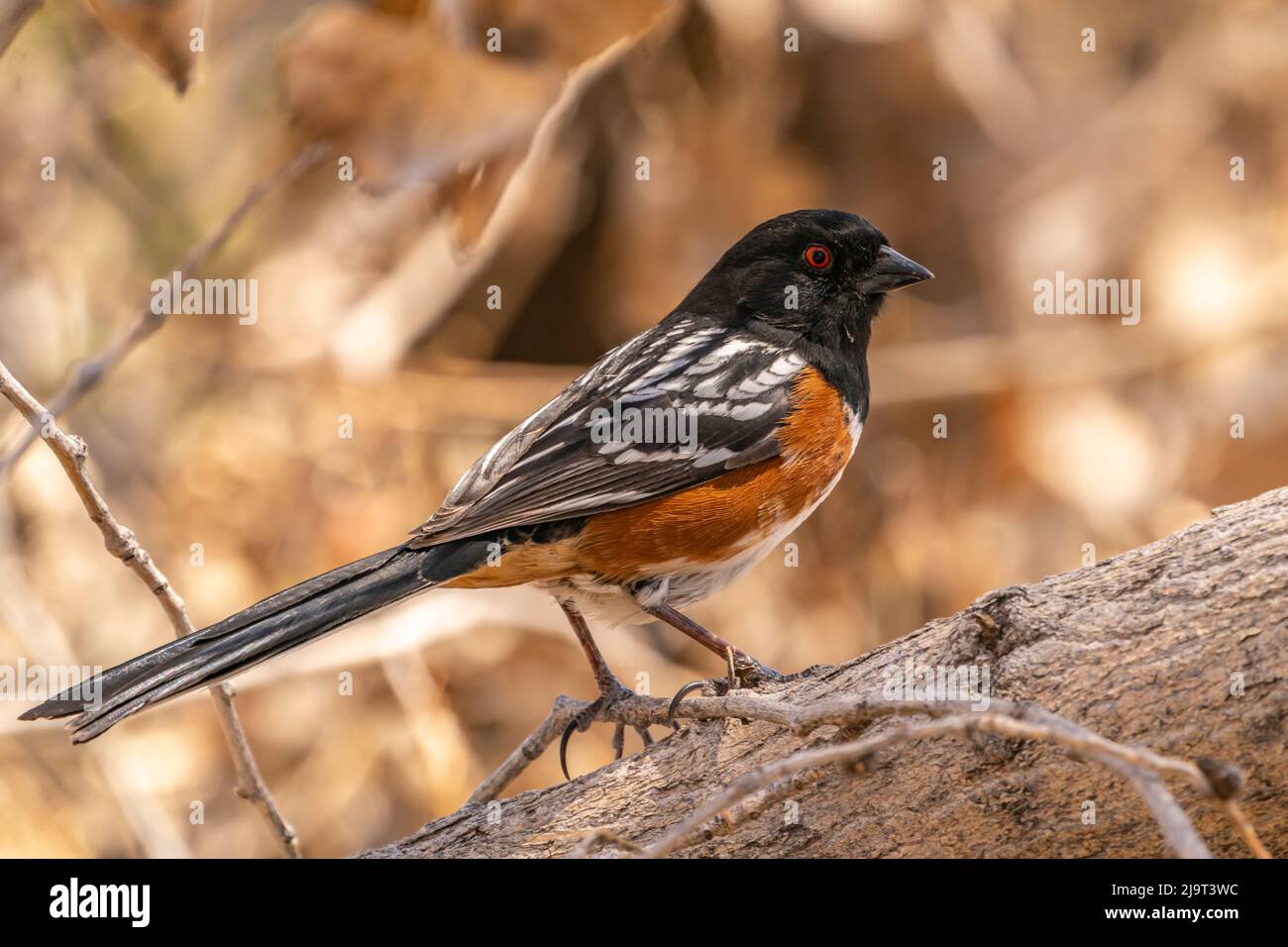 USA, New Mexico, Bernalillo County. Nahaufnahme eines gefleckten Taubenvogels auf einem Baum. Stockfoto