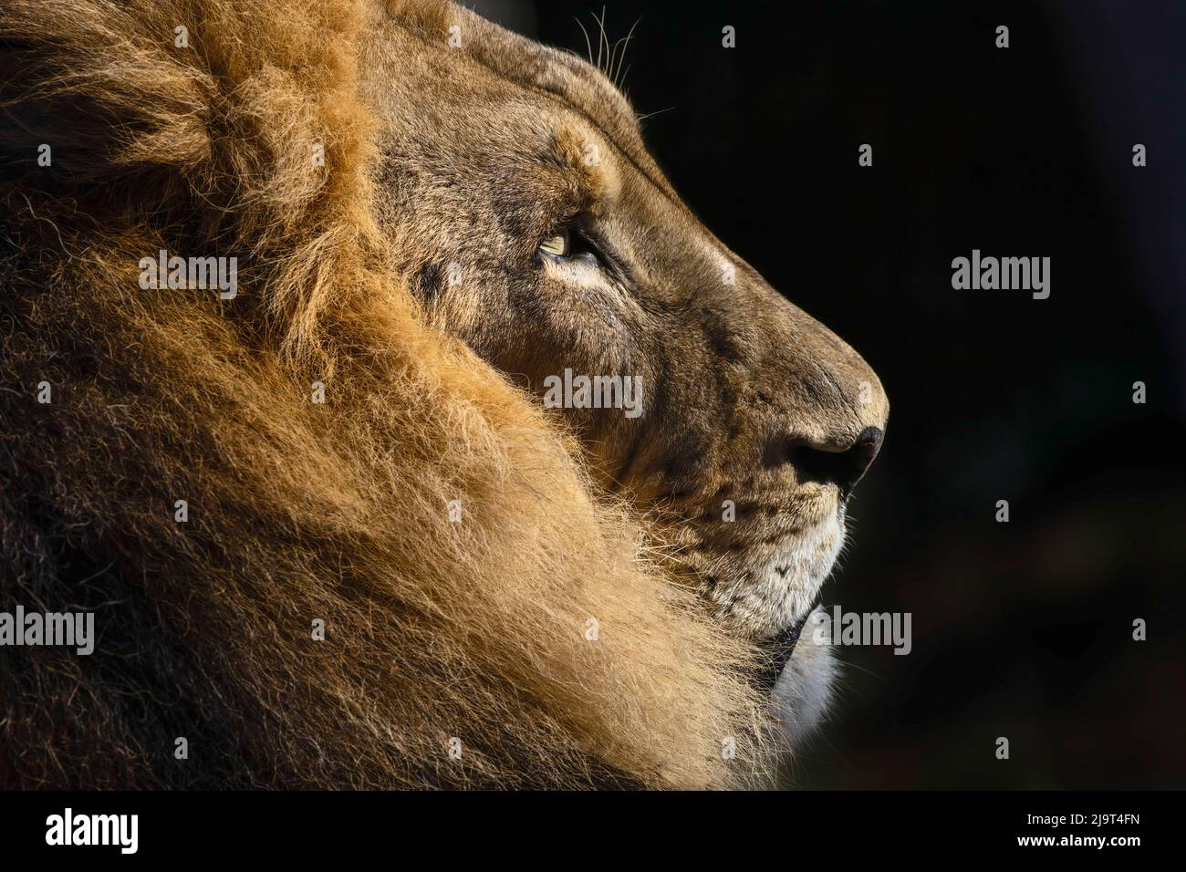 Großer erwachsener männlicher Löwe, Cincinnati Zoo (nur zur redaktionellen Verwendung) Stockfoto