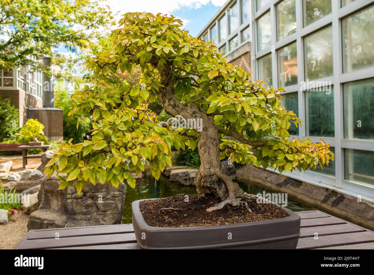 Koreanische Hainbuche (Carpinus Turczaninovii) Bonsai-Baum im Franklin Park  Conservatory und Botanischer Garten in Columbus, Ohio Stockfotografie -  Alamy