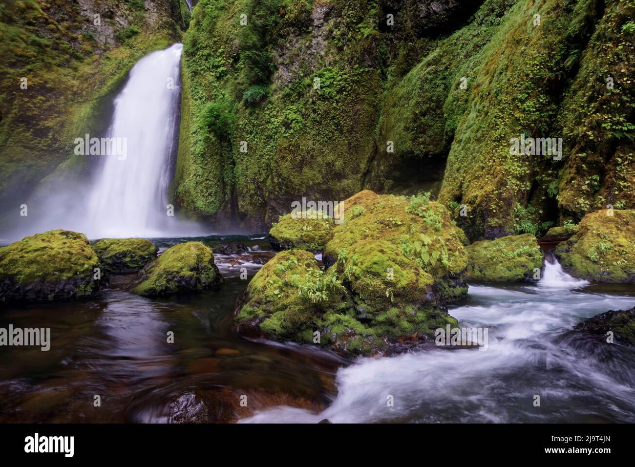 Wahclella Falls entlang Tanner Creek, Columbia River Gorge, Oregon Stockfoto