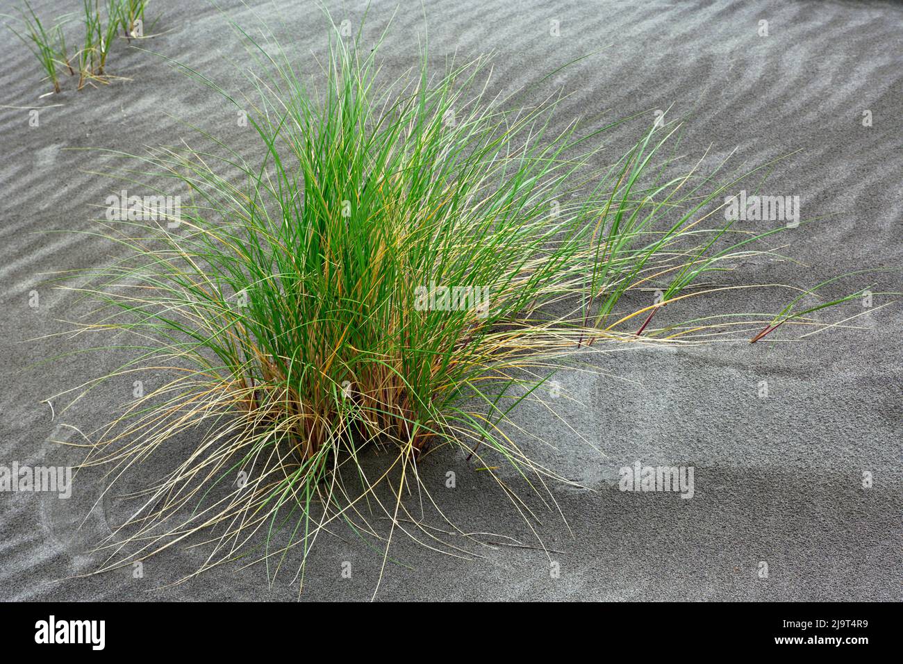 Grasmuster, Bandon, Oregon Stockfoto