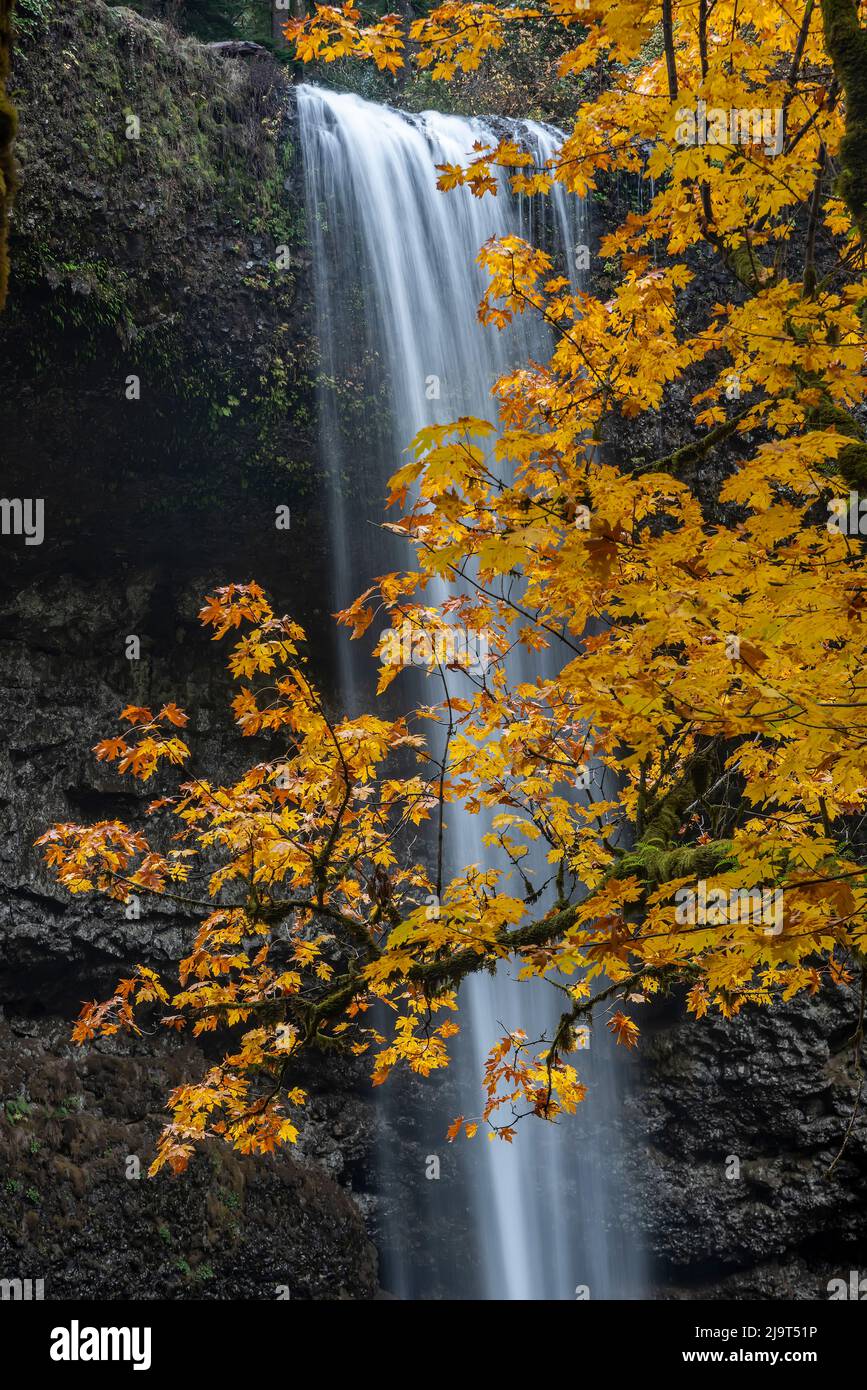 USA, Oregon, Silver Falls State Park. Hoher Wasserfall und Wald im Herbst. Stockfoto