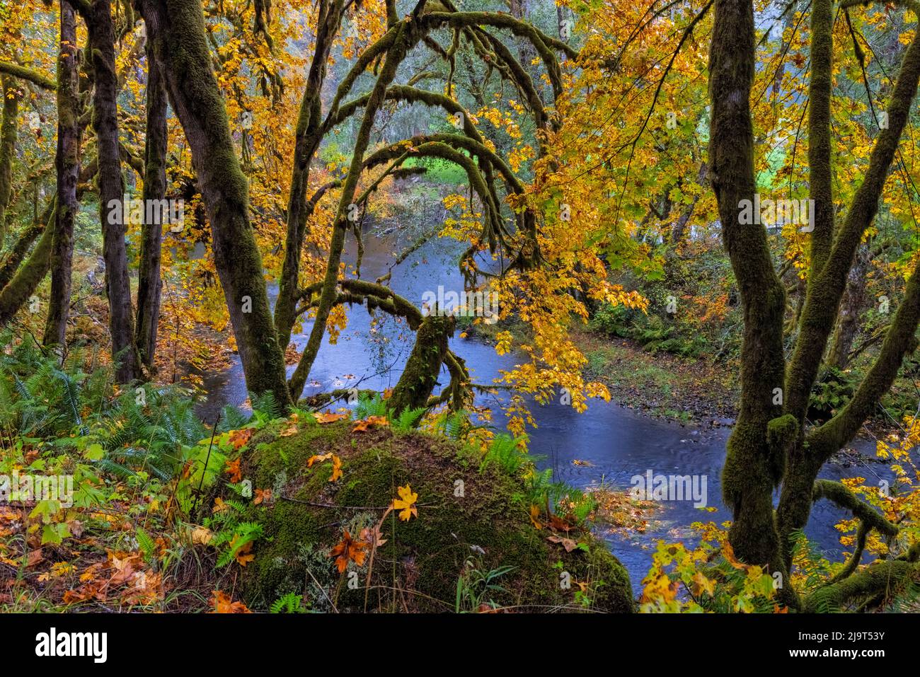 Bunte Herbstapeln entlang des Humbug Creek in Clatsop County, Oregon, USA Stockfoto