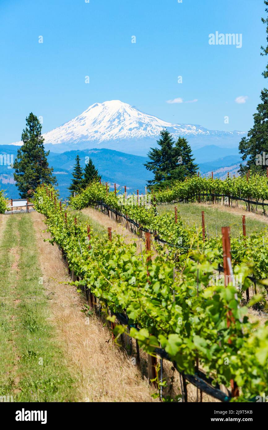 Hood River, Oregon, USA. Weingut, Mount Adams Stockfoto