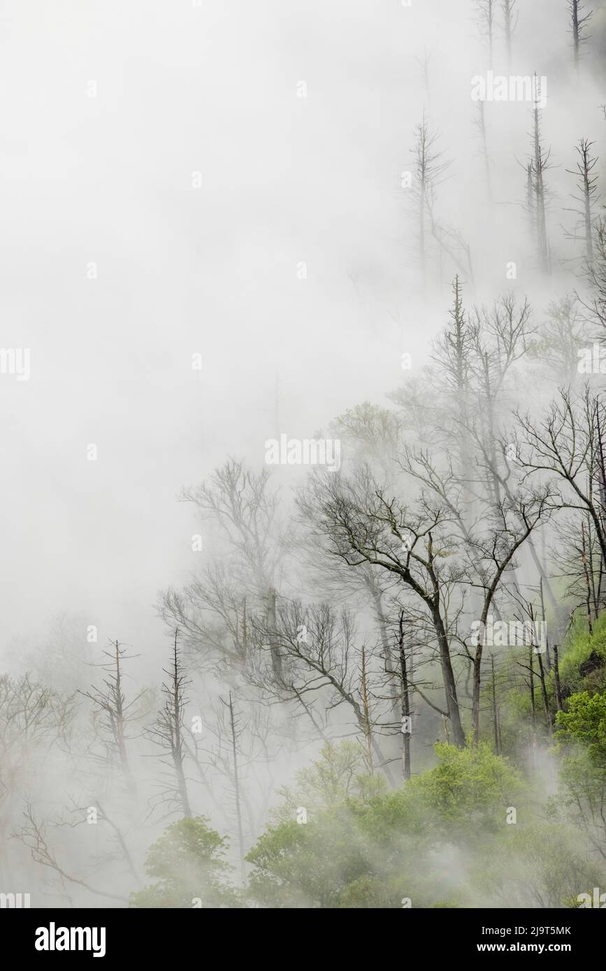 Nebel driftet durch schwarz verbrannte Bäume auf der Bergseite, Great Smoky Mountains National Park, Tennessee Stockfoto
