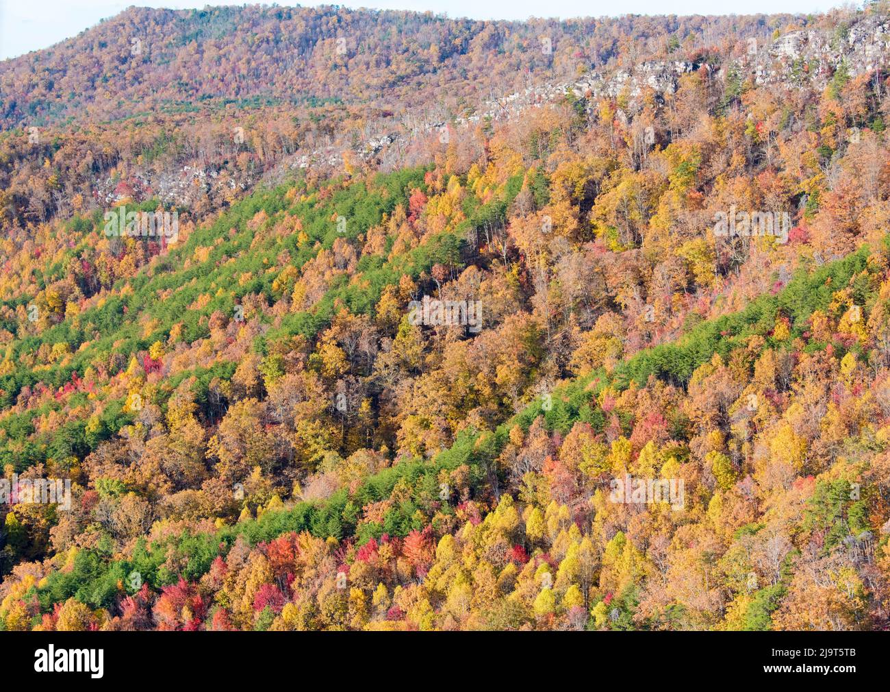 USA, Tennessee. Grüne Streifen von immergrünen kontrastieren mit sommergrüner Herbstfarbe Stockfoto