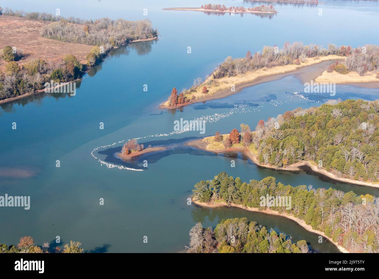 USA, Tennessee. Weiße Pelikane ziehen sich um die Insel Tennessee River, das Hiwassee Wildlife Refuge Stockfoto