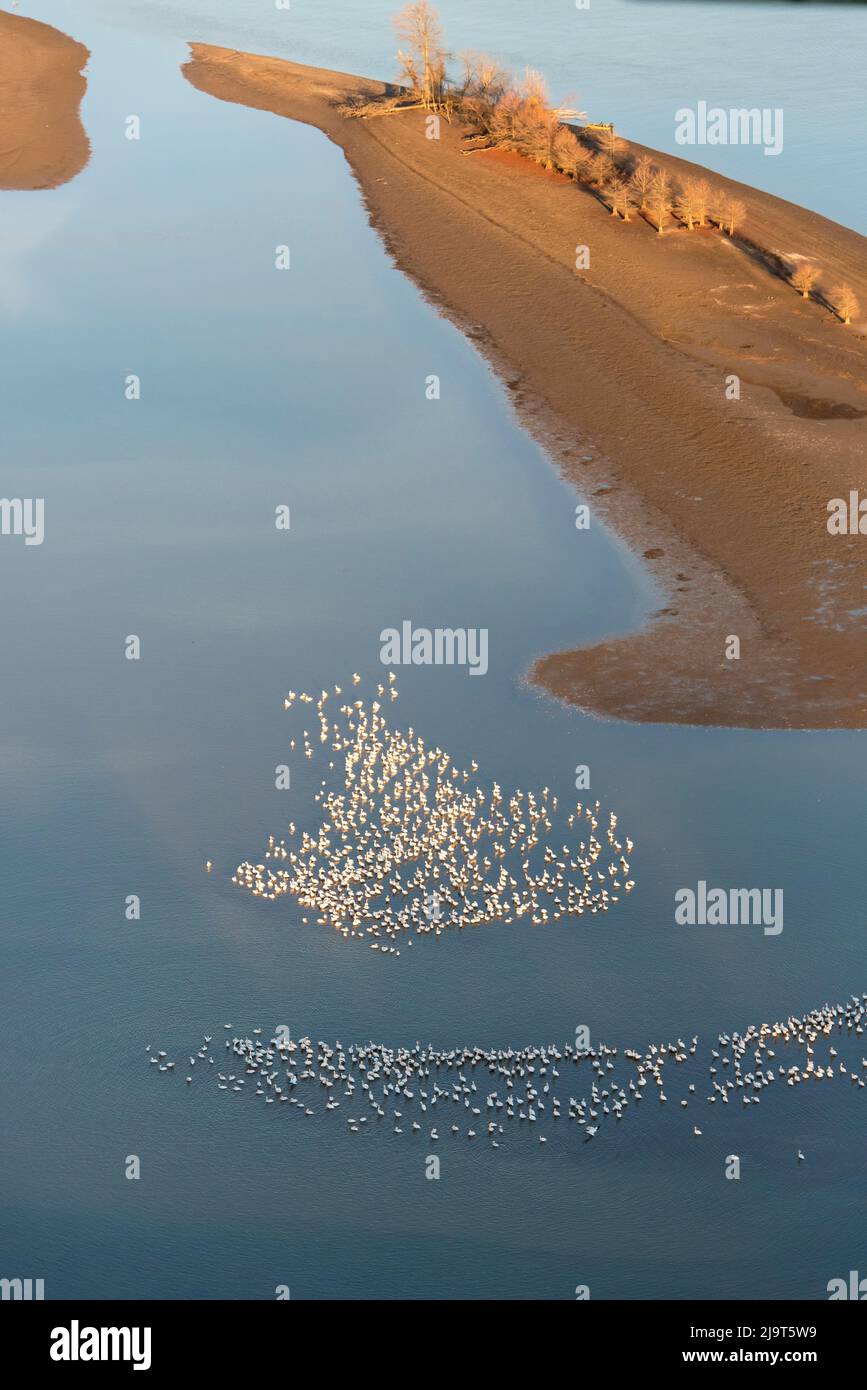 USA, Tennessee. Winterwanderer aus weißen Pelikanen versammeln sich, Hiwassee Wildlife Refuge in der Nähe exponierter Inseln. Stockfoto