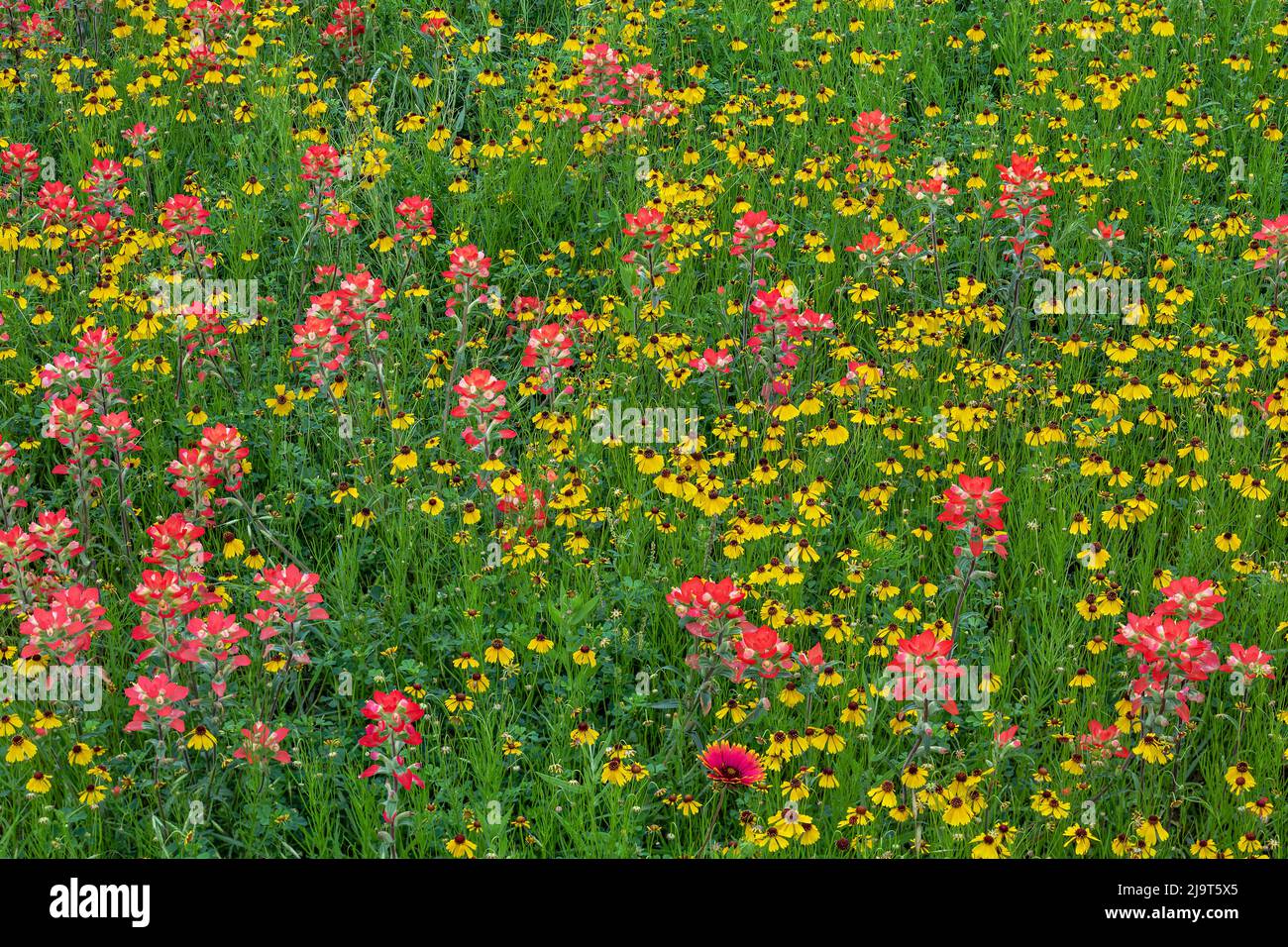 Wiese mit rotem Texas Paintbrush und Purple-Head Sneezeeed, Texas Hill Country, in der Nähe von Marble Falls, Texas Stockfoto