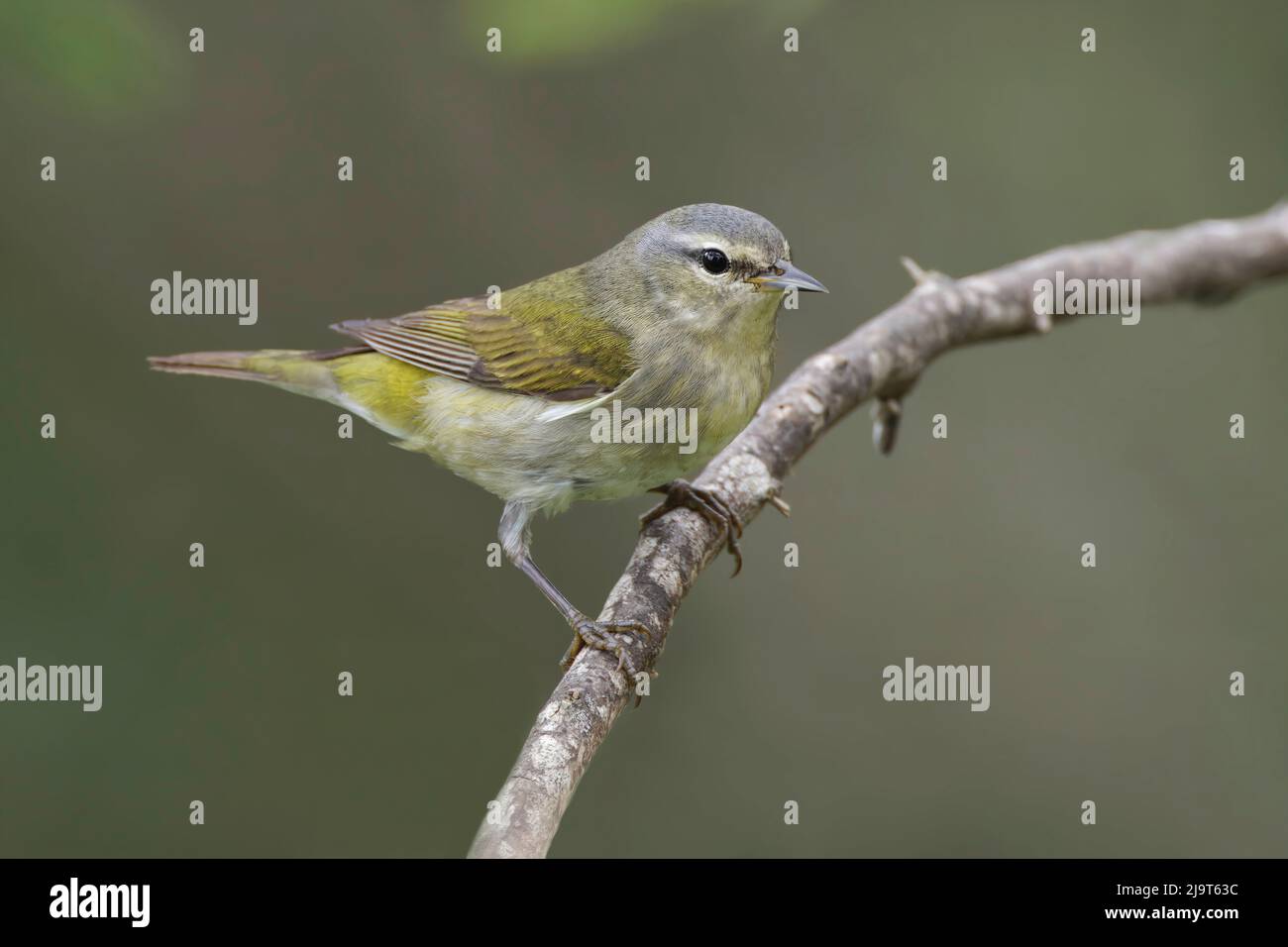 Tennessee Warbler, South Padre Island, Texas Stockfoto