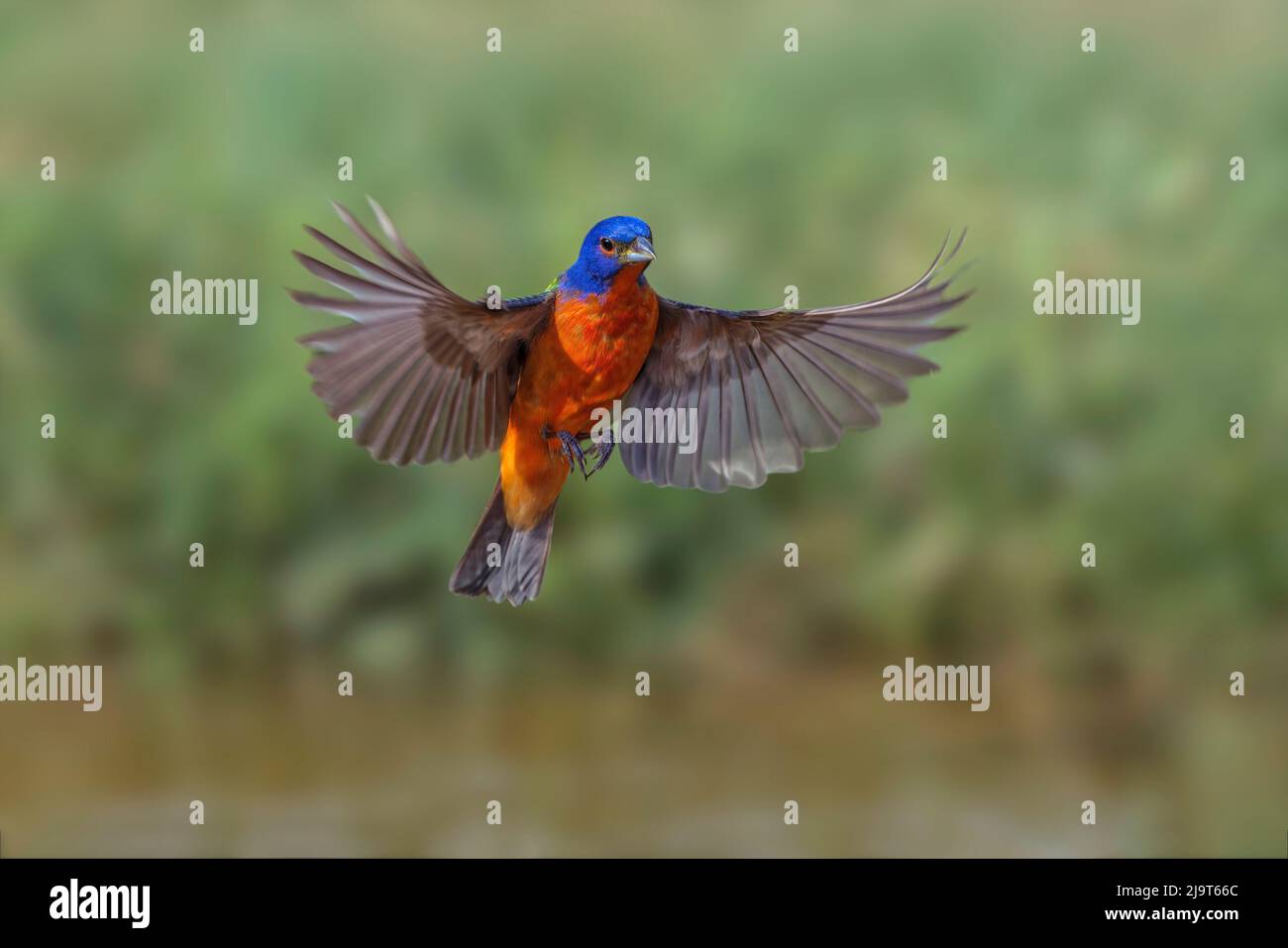 Male Painted Ammer fliegend. Rio Grande Valley, Texas Stockfoto