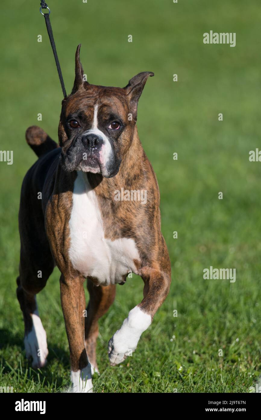 Boxer, der während einer Hundeausstellung in New York auf die Kamera zuläuft Stockfoto
